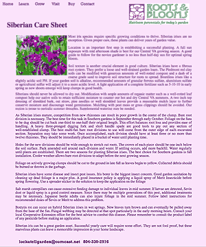 siberian iris care