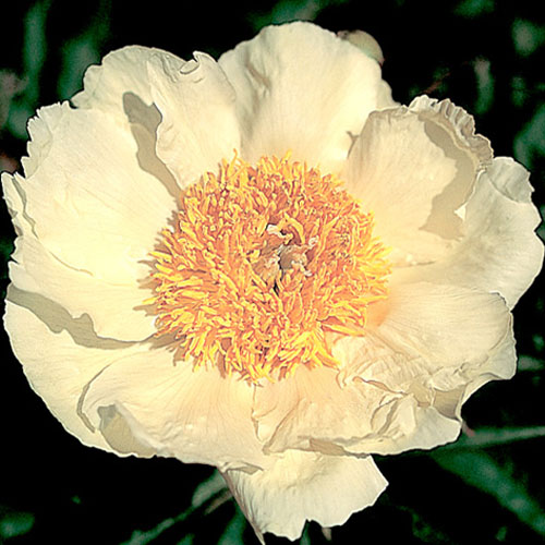 Claire De Lune Bare Root Peony Roots Blooms Llc