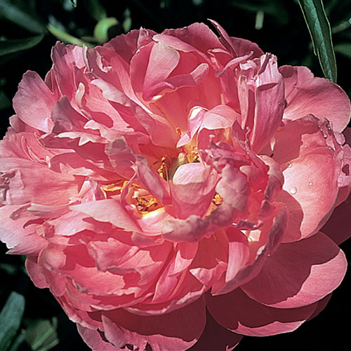 Coral Supreme Bare Root Peony | Roots & Blooms LLC