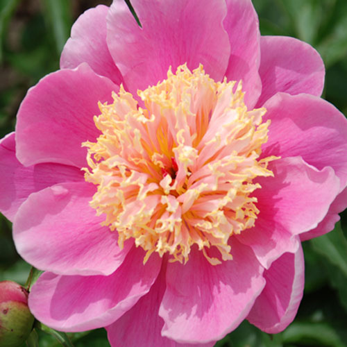 Doreen Bare Root Peony | Roots & Blooms LLC