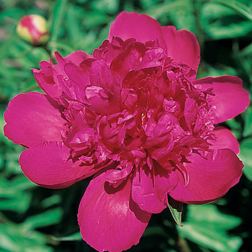 Paeonia-Karl-Rosenfield'