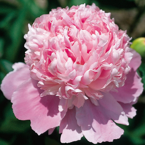 Potted Peony Mons. Jules Elie | Roots & Blooms LLC