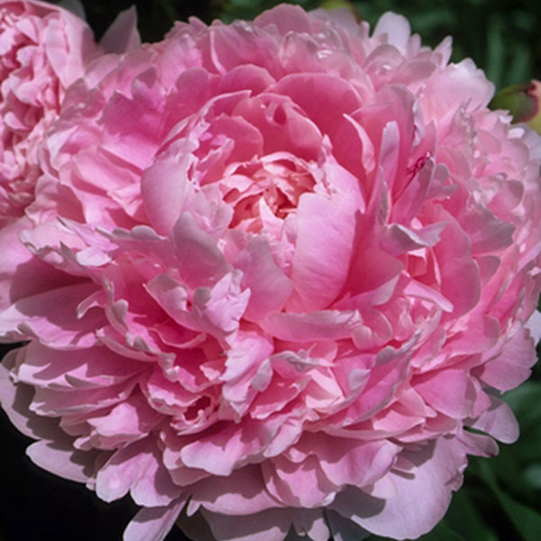 Potted Peony Sarah Bernhardt | Roots & Blooms LLC