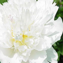 Peony – Wolf and Lamb