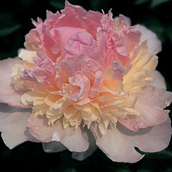 Paeonia-Raspberry-Sundae