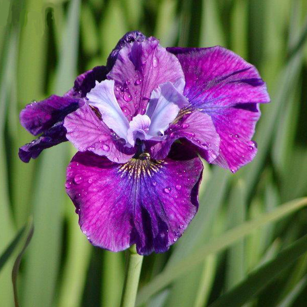 Potted Siberian Iris Over in Gloryland | Roots & Blooms LLC