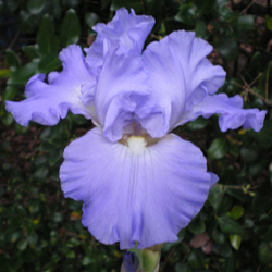 Tall Bearded Reblooming Iris