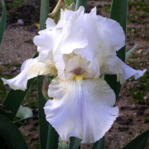 Soda Fountain Shuffle