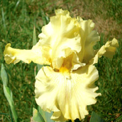 Again and Again --pots