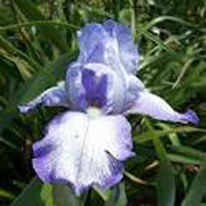 Queen Dorothy --pots