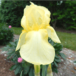 July Sunshine --pots