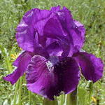 IB-Constant-Companion-150