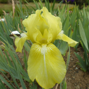 Baby Blessed -- pots