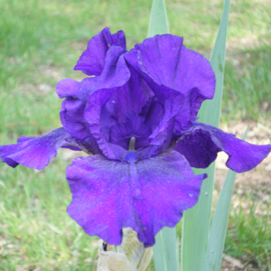 Midsummer Night's Dream