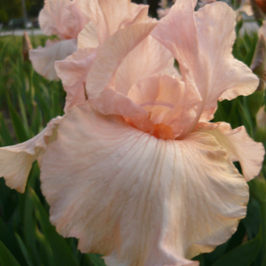 Pink Attraction --pots